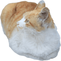 Cats Everywhere - Add Cats to Pictures/Photos messages sticker-9