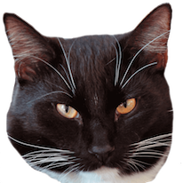 Cats Everywhere - Add Cats to Pictures/Photos messages sticker-1