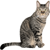 Cats Everywhere - Add Cats to Pictures/Photos messages sticker-5