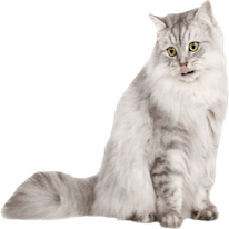 Cats Everywhere - Add Cats to Pictures/Photos messages sticker-6