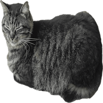 Cats Everywhere - Add Cats to Pictures/Photos messages sticker-11