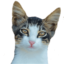 Cats Everywhere - Add Cats to Pictures/Photos messages sticker-7