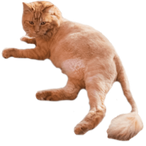 Cats Everywhere - Add Cats to Pictures/Photos messages sticker-3