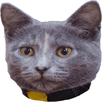 Cats Everywhere - Add Cats to Pictures/Photos messages sticker-2