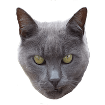 Cats Everywhere - Add Cats to Pictures/Photos messages sticker-10