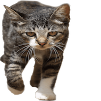 Cats Everywhere - Add Cats to Pictures/Photos messages sticker-0