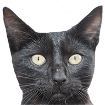 Cats Everywhere - Add Cats to Pictures/Photos messages sticker-4