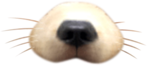 Funny Face - Filters Pic Swap Effects Photo Editor messages sticker-1