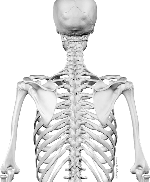 Anatomist – Anatomy Quiz Game messages sticker-4