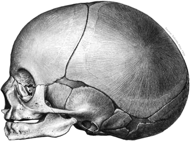 Anatomist – Anatomy Quiz Game messages sticker-2