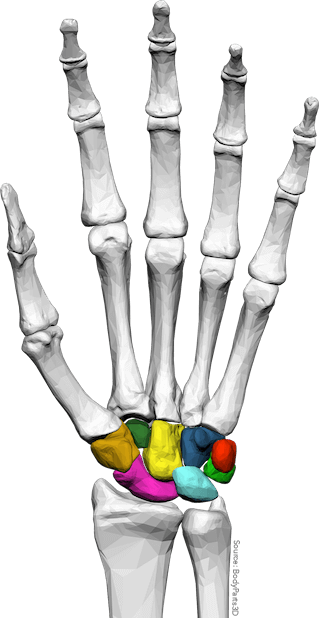 Anatomist – Anatomy Quiz Game messages sticker-5