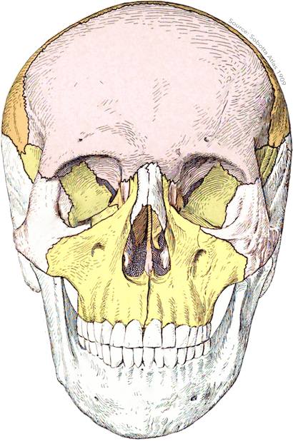 Anatomist – Anatomy Quiz Game messages sticker-1