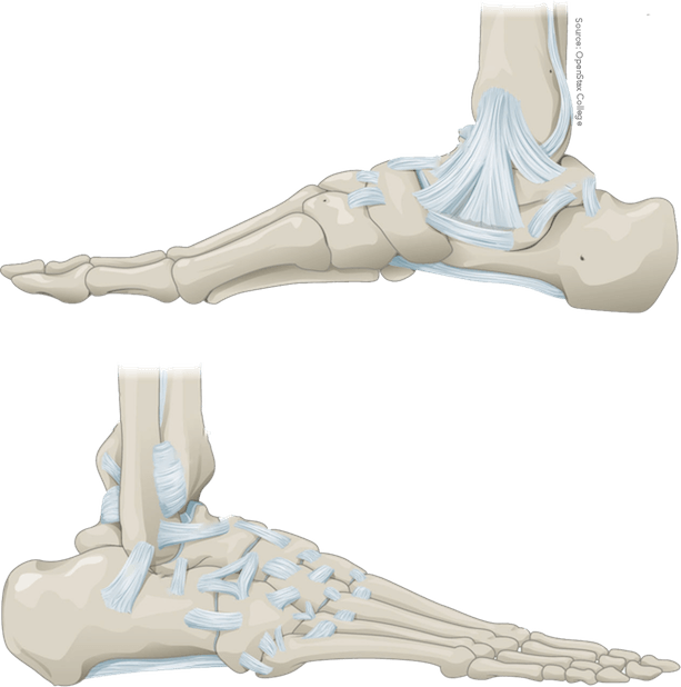 Anatomist – Anatomy Quiz Game messages sticker-7