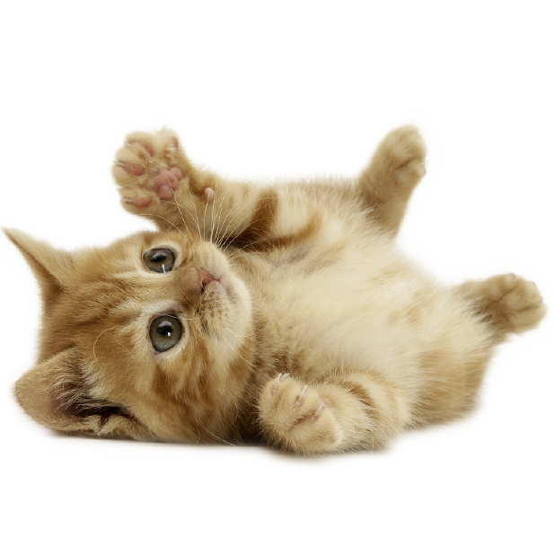 Kitty Stickers-Superimpose Photo Stamps! messages sticker-1