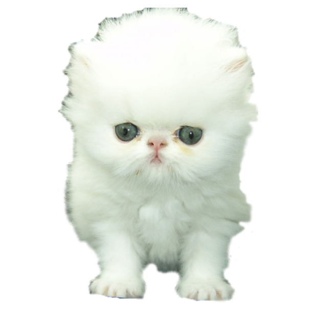 Kitty Stickers-Superimpose Photo Stamps! messages sticker-4