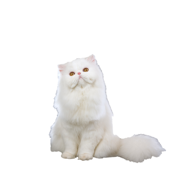 Kitty Stickers-Superimpose Photo Stamps! messages sticker-6