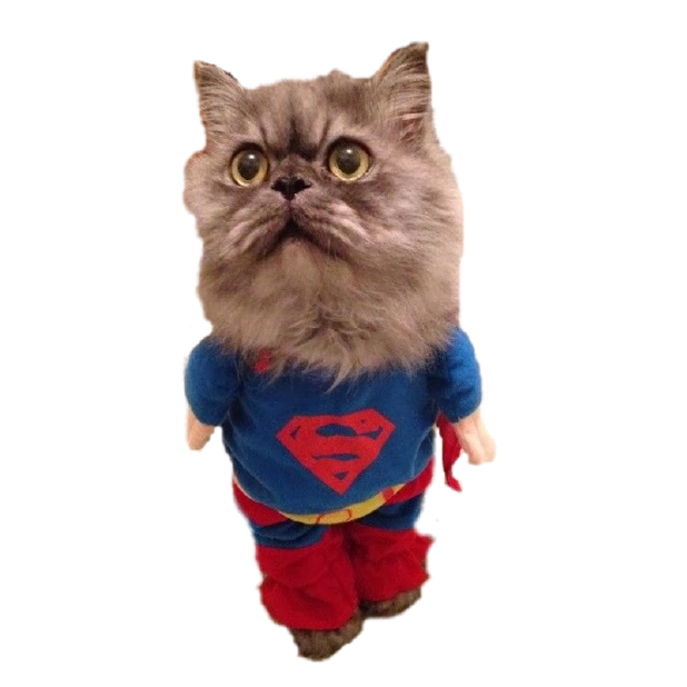 Kitty Stickers-Superimpose Photo Stamps! messages sticker-7