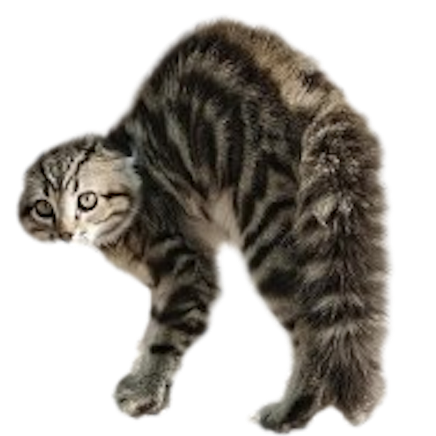 Kitty Stickers-Superimpose Photo Stamps! messages sticker-2