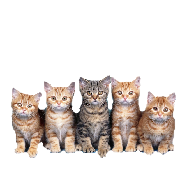 Kitty Stickers-Superimpose Photo Stamps! messages sticker-3