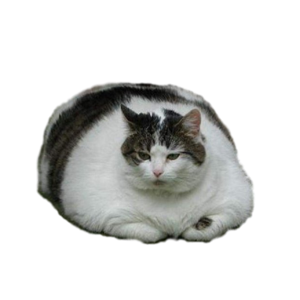 Kitty Stickers-Superimpose Photo Stamps! messages sticker-9