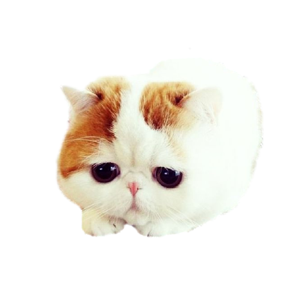 Kitty Stickers-Superimpose Photo Stamps! messages sticker-0