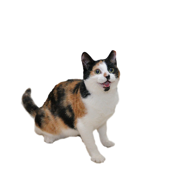 Kitty Stickers-Superimpose Photo Stamps! messages sticker-8