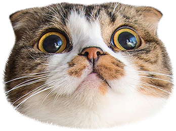 Cat Stamp! Cute Stickers of Cats messages sticker-11