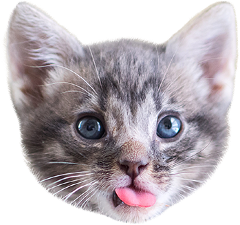 Cat Stamp! Cute Stickers of Cats messages sticker-6