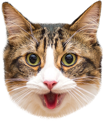 Cat Stamp! Cute Stickers of Cats messages sticker-1