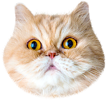 Cat Stamp! Cute Stickers of Cats messages sticker-9