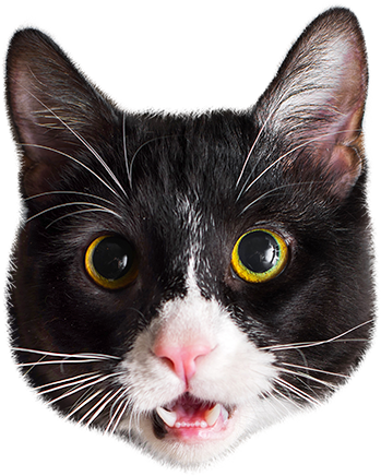 Cat Stamp! Cute Stickers of Cats messages sticker-2