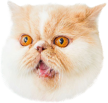 Cat Stamp! Cute Stickers of Cats messages sticker-8