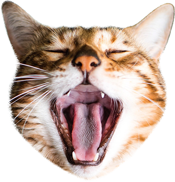 Cat Stamp! Cute Stickers of Cats messages sticker-3
