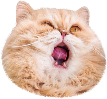 Cat Stamp! Cute Stickers of Cats messages sticker-4