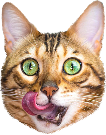 Cat Stamp! Cute Stickers of Cats messages sticker-5