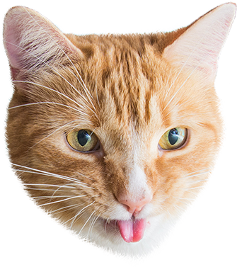 Cat Stamp! Cute Stickers of Cats messages sticker-7