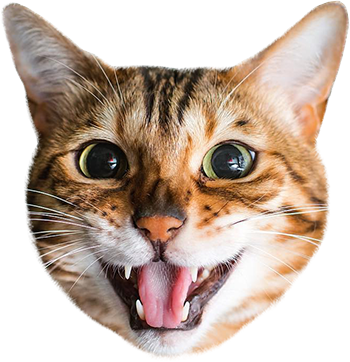 Cat Stamp! Cute Stickers of Cats messages sticker-0
