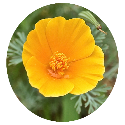 Flower Power Stickers messages sticker-6