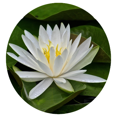 Flower Power Stickers messages sticker-5