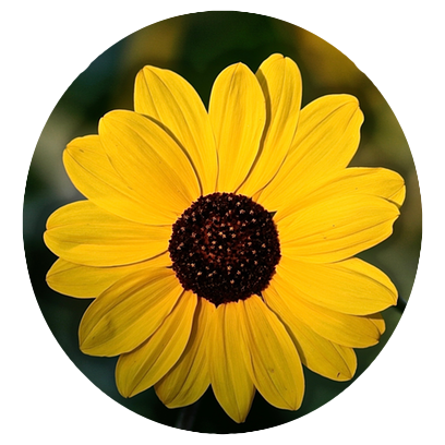 Flower Power Stickers messages sticker-4