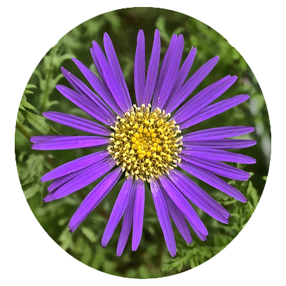 Flower Power Stickers messages sticker-0