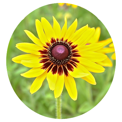 Flower Power Stickers messages sticker-9