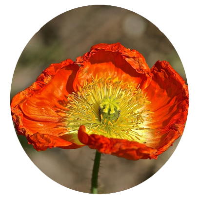 Flower Power Stickers messages sticker-3