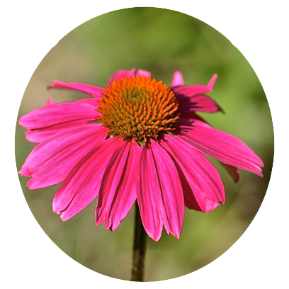 Flower Power Stickers messages sticker-8