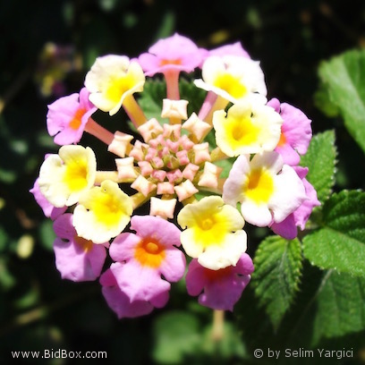 Flowers by Selim messages sticker-4