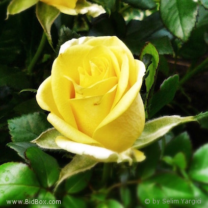 Flowers by Selim messages sticker-0