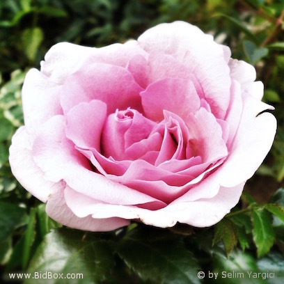 Flowers by Selim messages sticker-9
