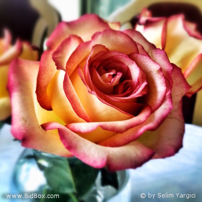 Flowers by Selim messages sticker-8