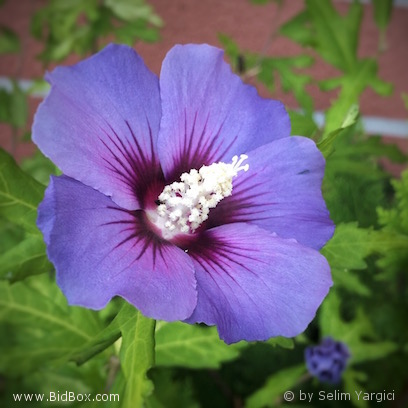 Flowers by Selim messages sticker-2