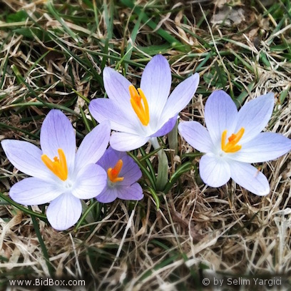 Flowers by Selim messages sticker-5